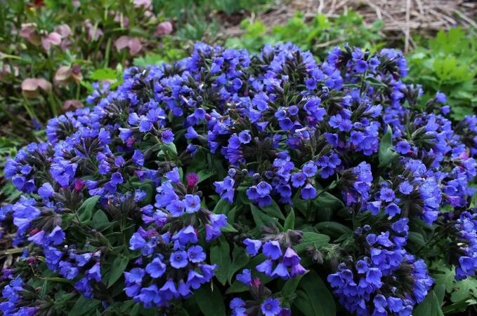 Fiori Medunitsa