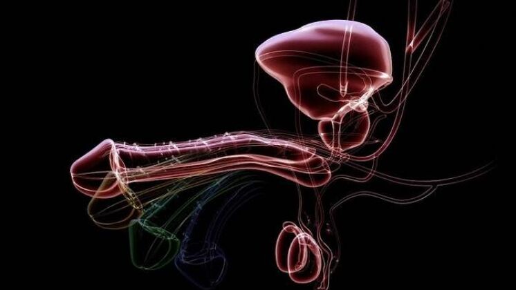 Perché gli uomini hanno le secrezioni quando sono eccitati ed è normale